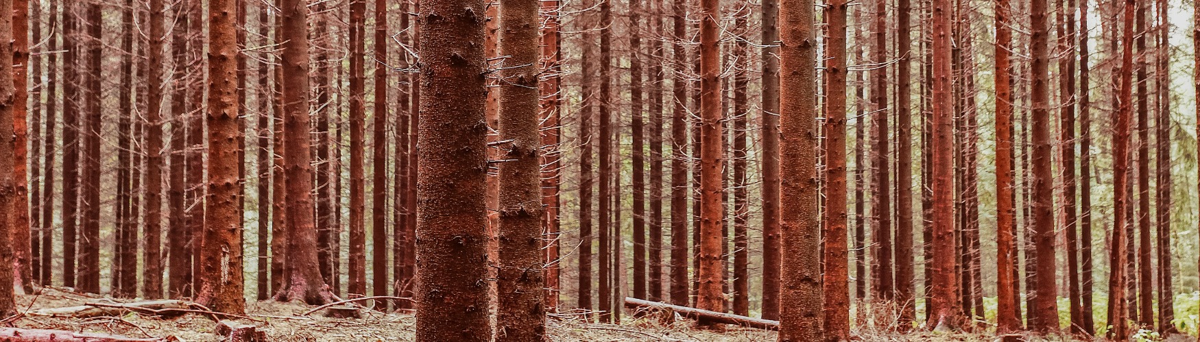 MKB marketing Bomen Bos