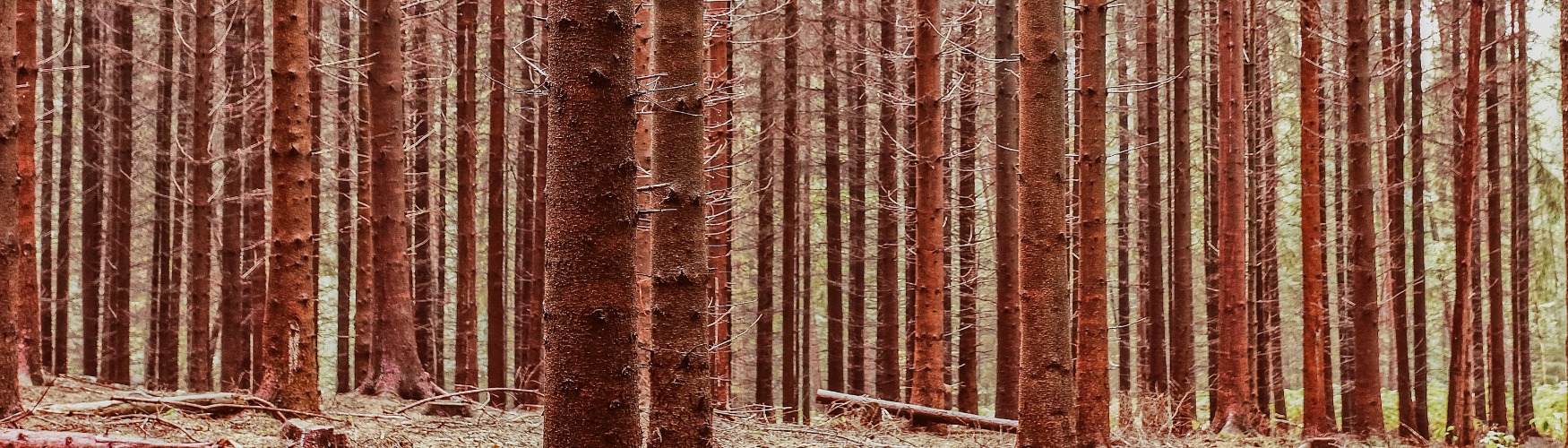 MKB marketing Bomen Bos